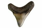 Juvenile Megalodon Tooth - Georgia #158837-1